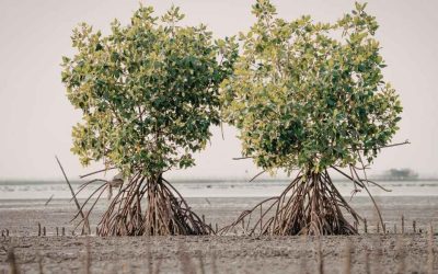 Cocotiers et mangroves au Mexique: à la découverte des écosystèmes tropicaux