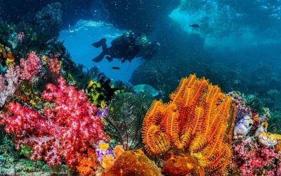 Barrière de corail Mexique : où plonger pour admirer les plus beaux fonds marins ?