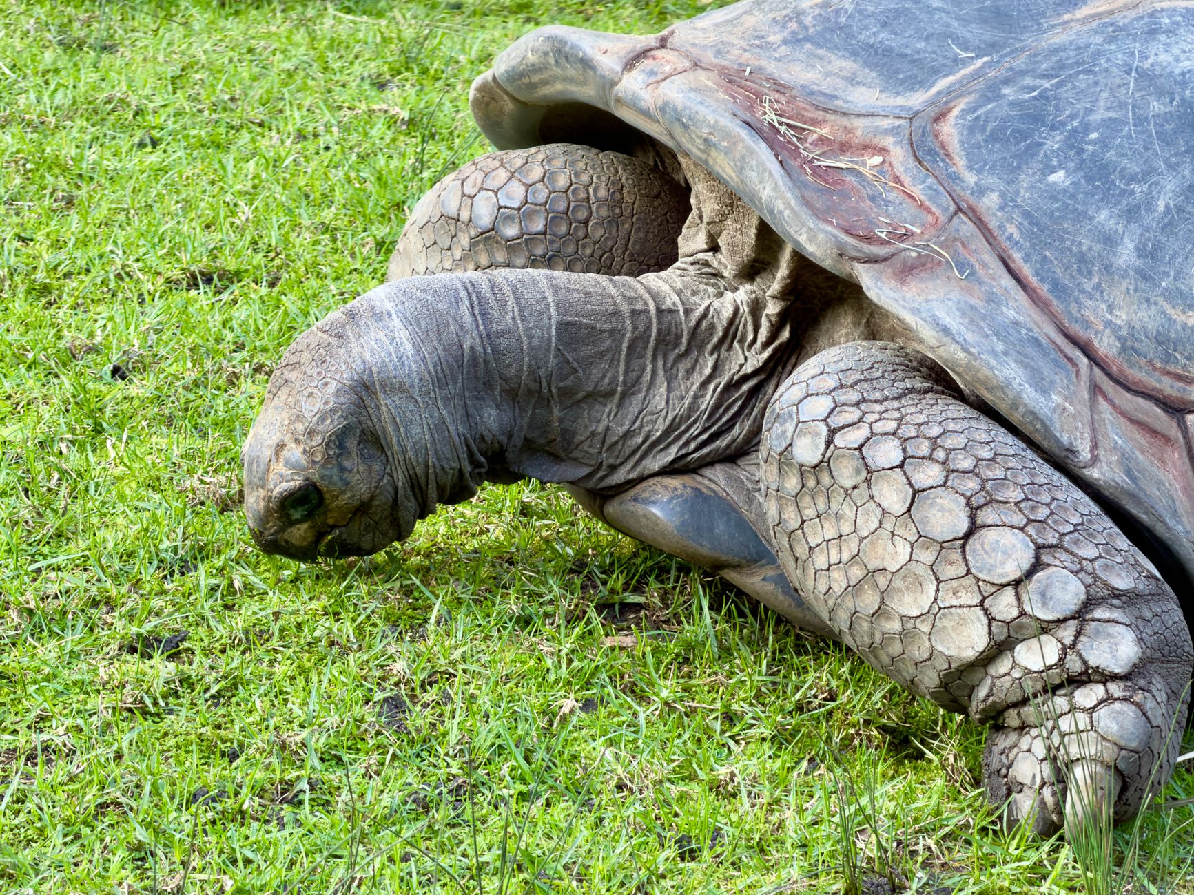 Participer à la protection des tortues marines au Mexique