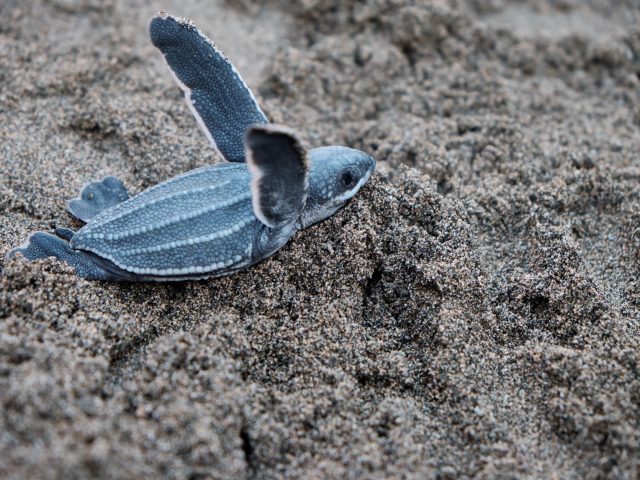 Participer à la protection des tortues marines au Mexique