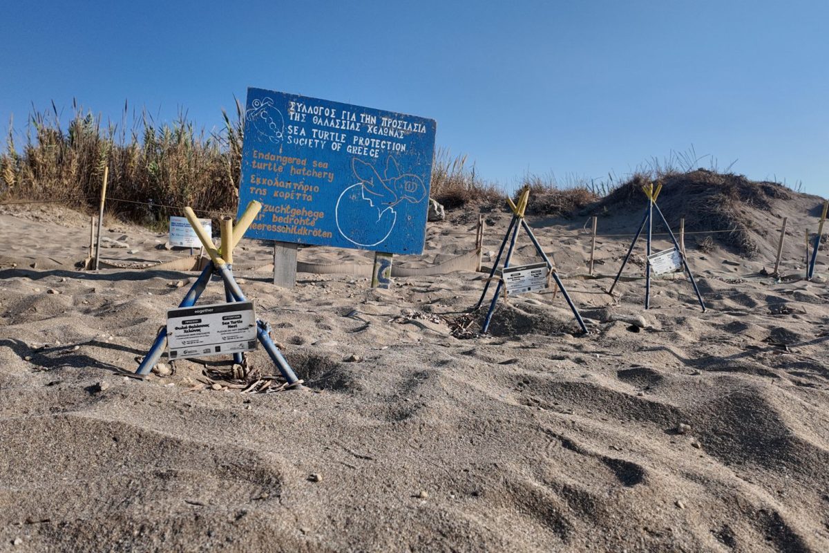 Protéger les tortues marines au Mexique : un engagement essentiel lors de votre voyage