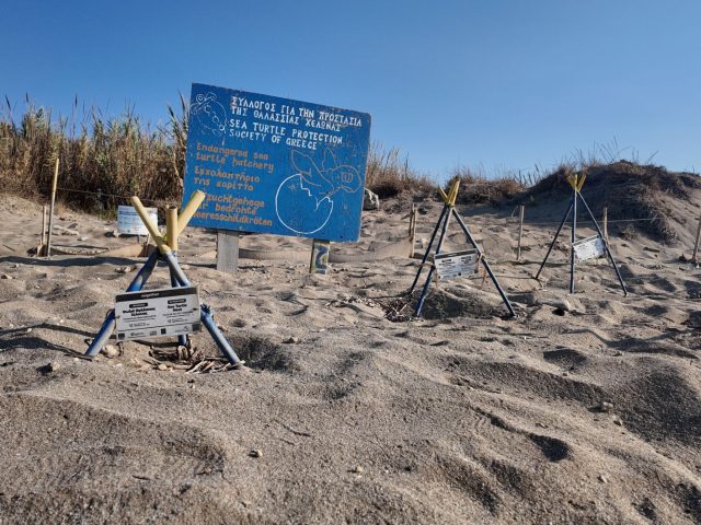 Protéger les tortues marines au Mexique : un engagement essentiel lors de votre voyage